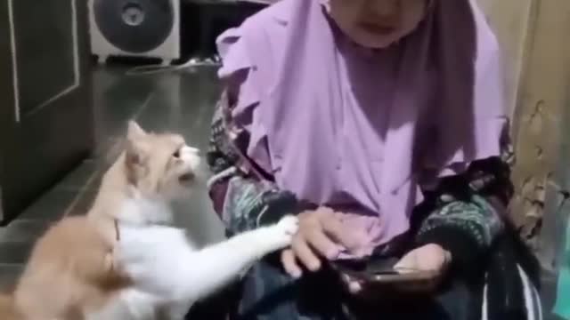 Best Cute Cats😹Funny Fail ops Moments Viral Clips #shorts Video