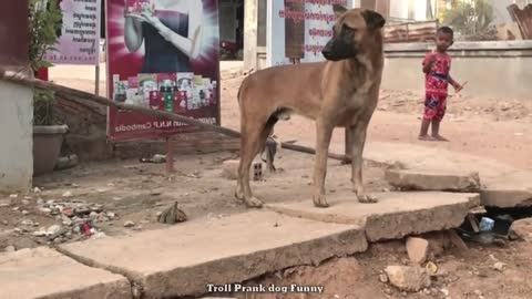 Troll Prank dog Cat & fake Lion