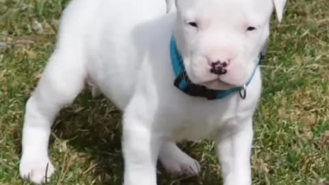 cute❤️dogo Argentino😈attending🔥