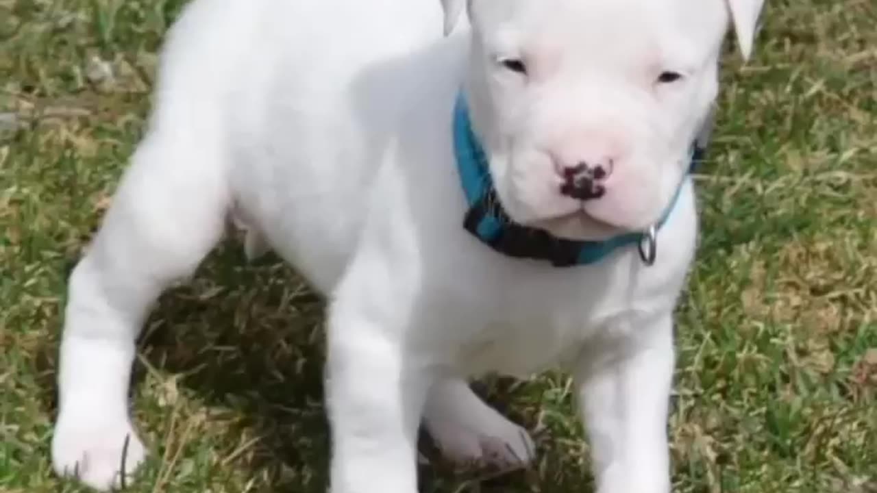 cute❤️dogo Argentino😈attending🔥