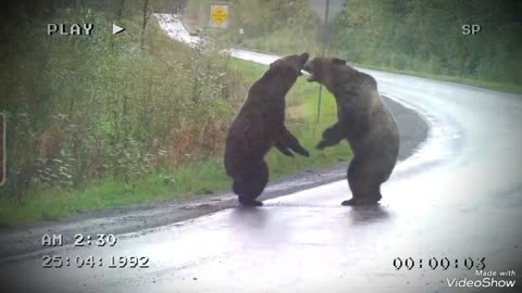 Bear Fight