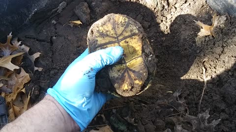 Hibernating Mud Turtle