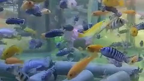 A group of colorful fish