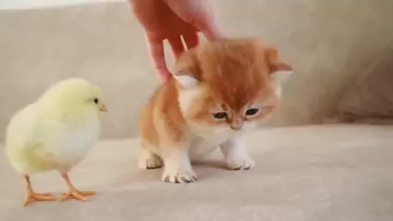 Full video cat and birds