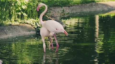 2 Flamingos, Dancing