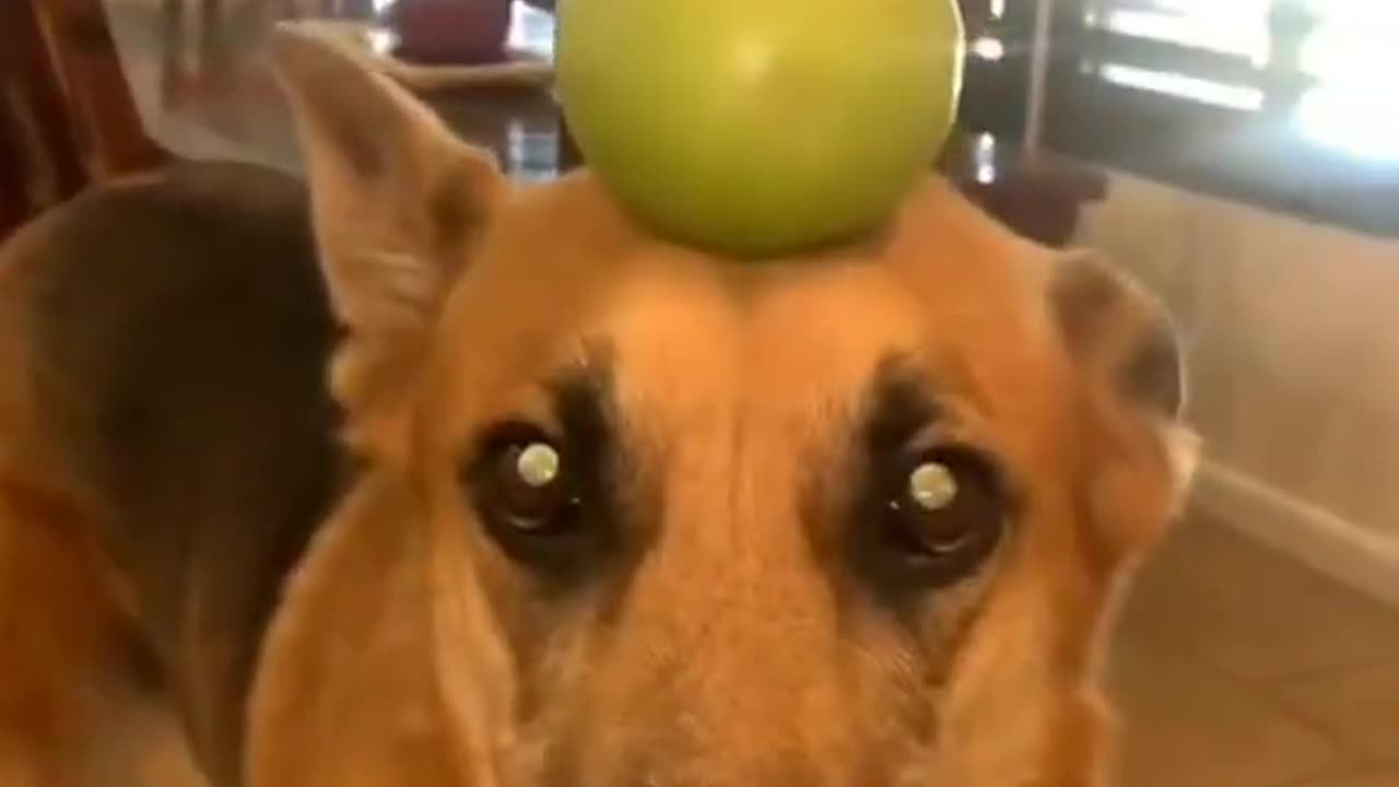 Funny Animal