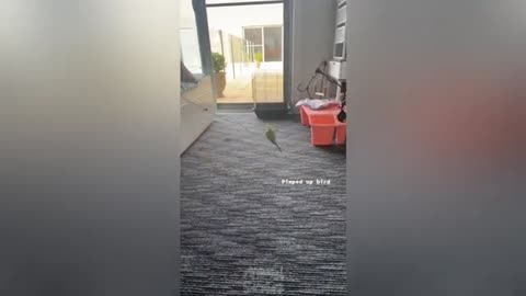 Cutest birds video