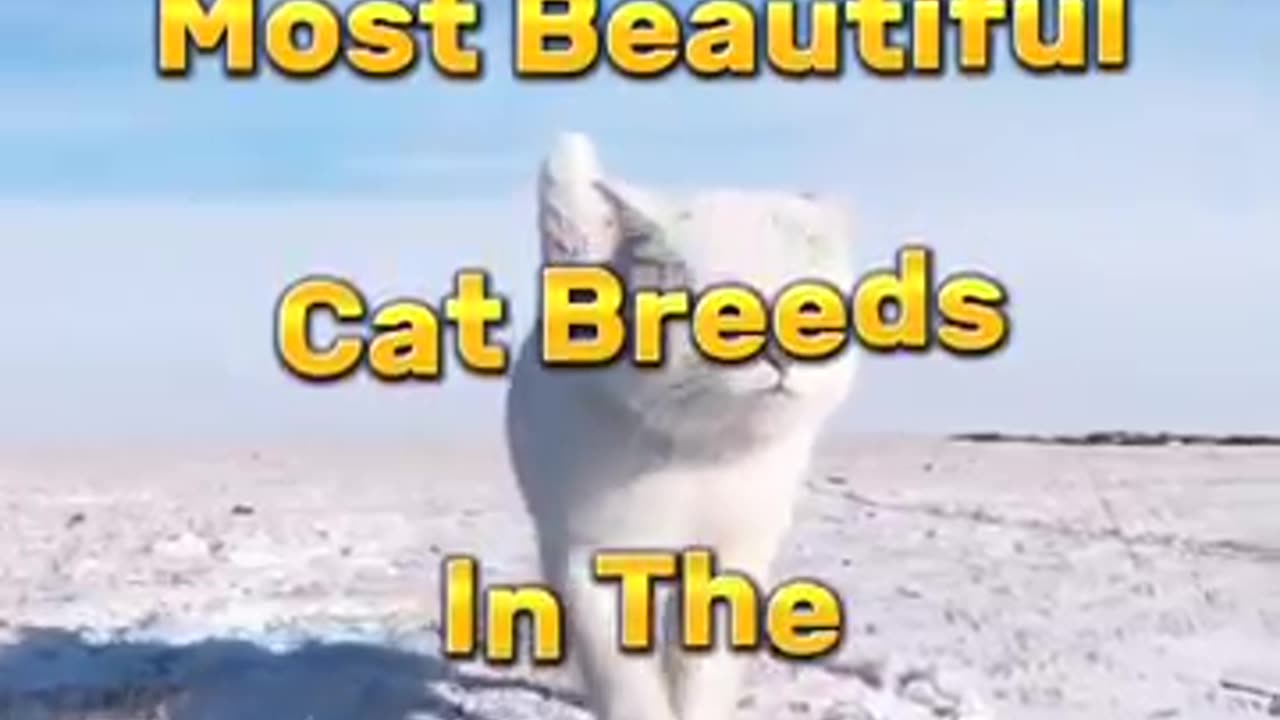 Top 10 cats beautiful amazing