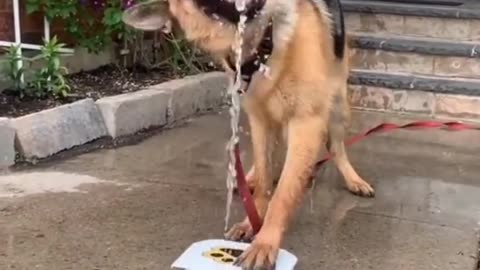 Dog drinking