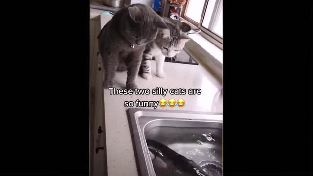 nnydog #cutecat Funniest Animals - Best Of The 2022 Funny Animal Videos #41