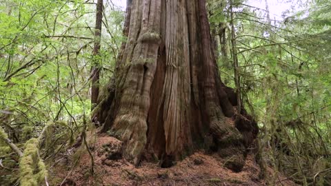 Before and After Old-Growth Logging - Caycuse Watershed 2022