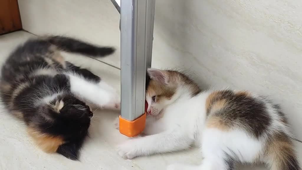 🔥3টি cats are fun together || funny video