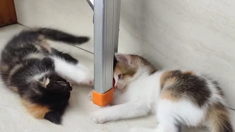 🔥3টি cats are fun together || funny video