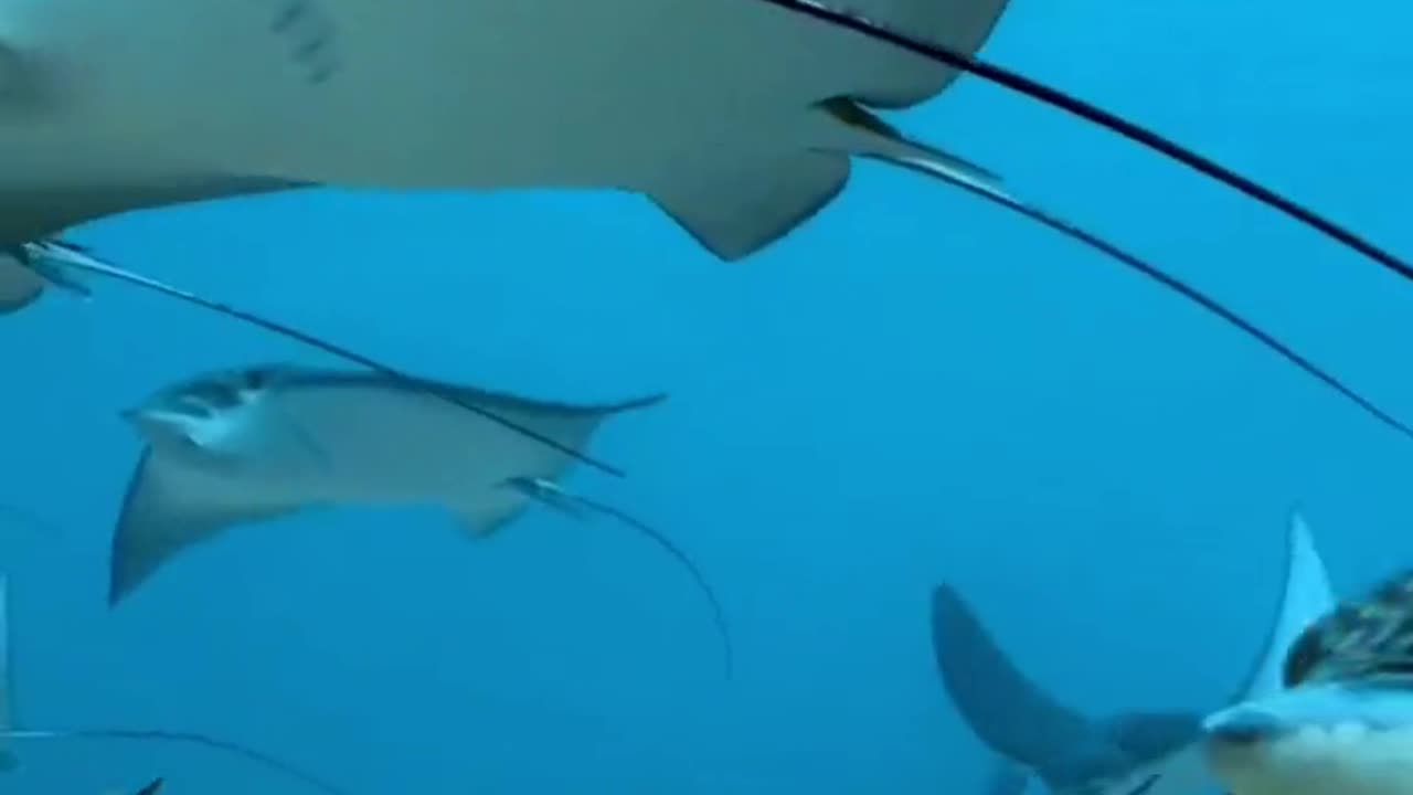 Wao