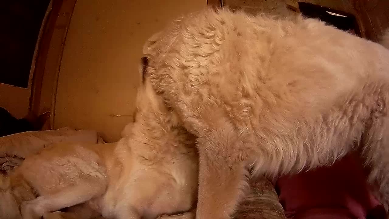 Dog tries to get friend to play before bed