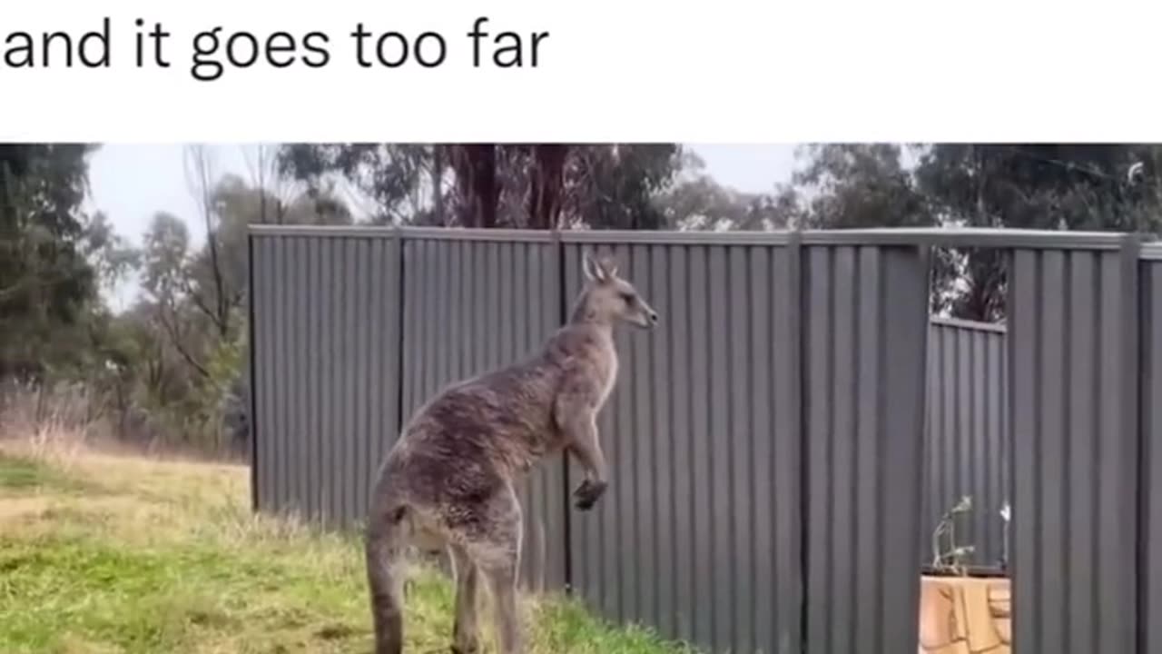 Kangaroo fighting