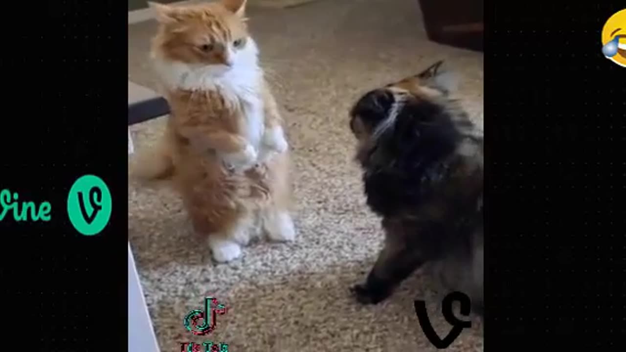 funny dog and cats