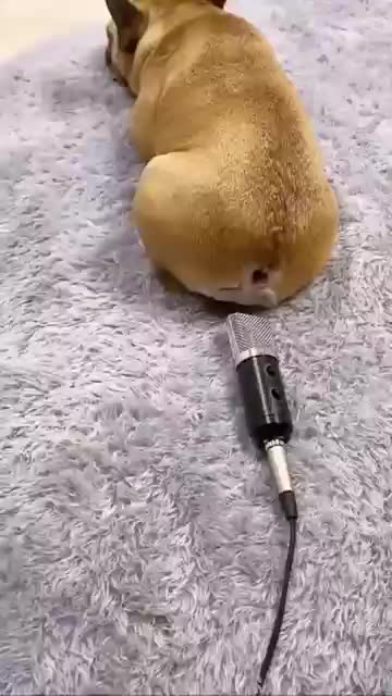 Dog Funny Video 😂 / Funny Dog Video