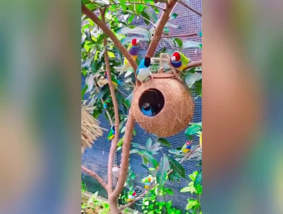 beautiful bird sound