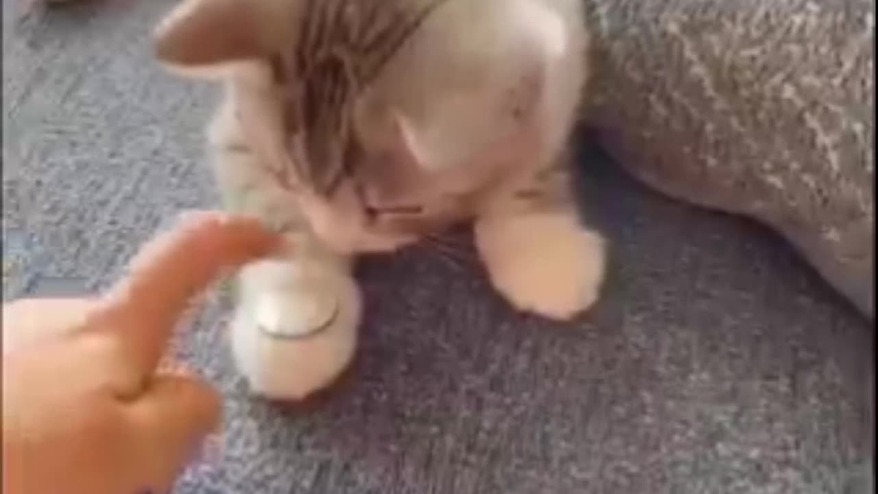 Funny cat injoing