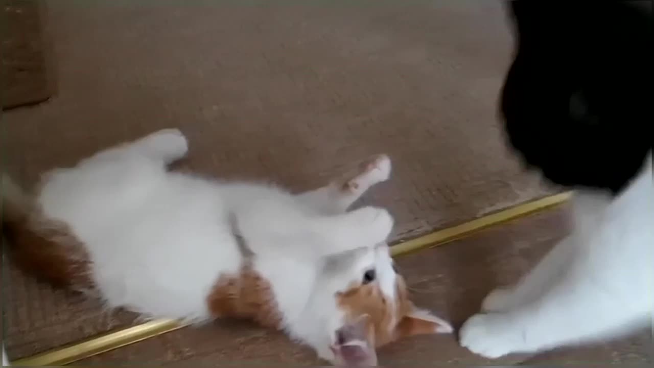Funny & Cute Cat Fight Compilation Video