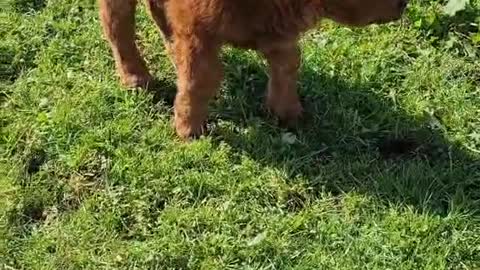 sweet baby