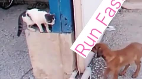 Funny fighting animal video compilation
