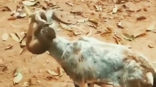 funny monkey fell in love with a goat