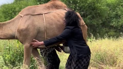 Camel milk time