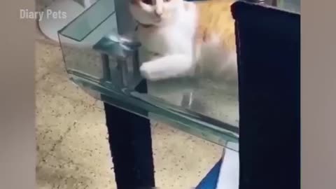 Funy cat😜
