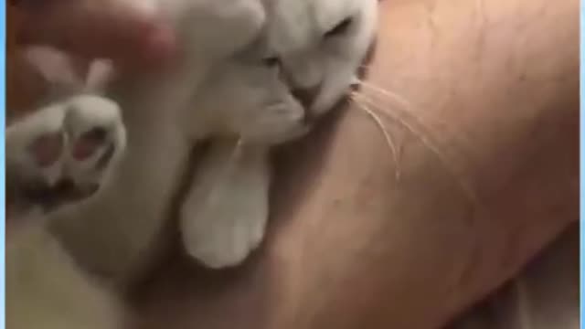 Cat grooming