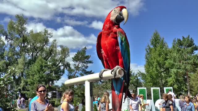 Parrot very beautiful in Sweden very nice