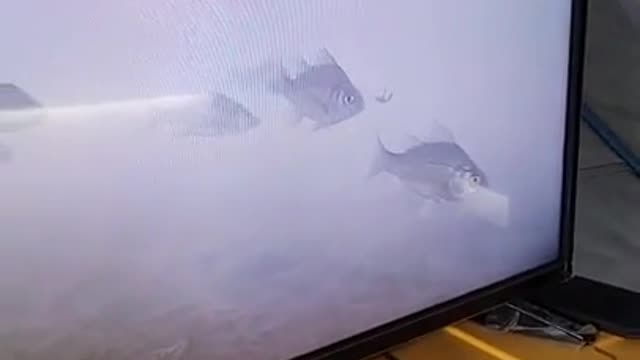 This fishing