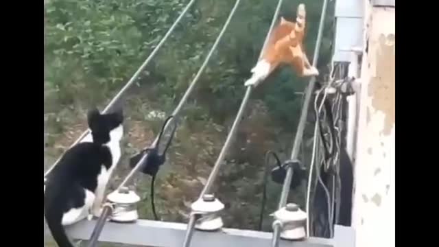 Oh my God, a cat hanging on the electric pole, look what happened