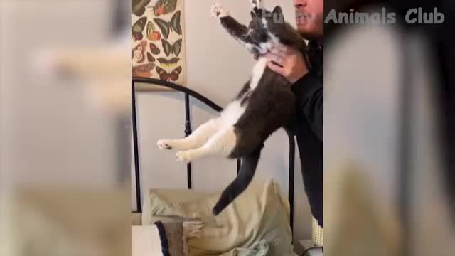 Funny Animal Videos 2022 - Funniest Cats And Dogs Videos #2
