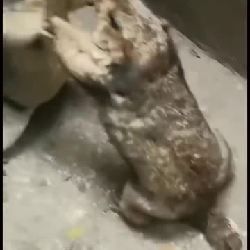 Two marmots suddenly got into a fight, so fuuny and cute fight