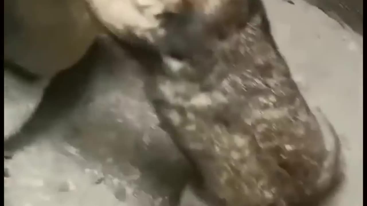 Two marmots suddenly got into a fight, so fuuny and cute fight