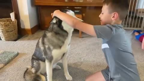 Huskies HATE Cuddles!??