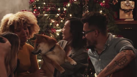 Dogs in the Christmas