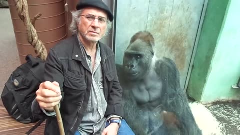 Gorilla Silverback Roututu meets his friend - Raymond Hummy Art - Sehnsucht - Desire