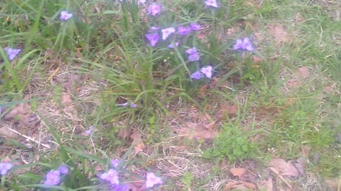 Texas Nature Video