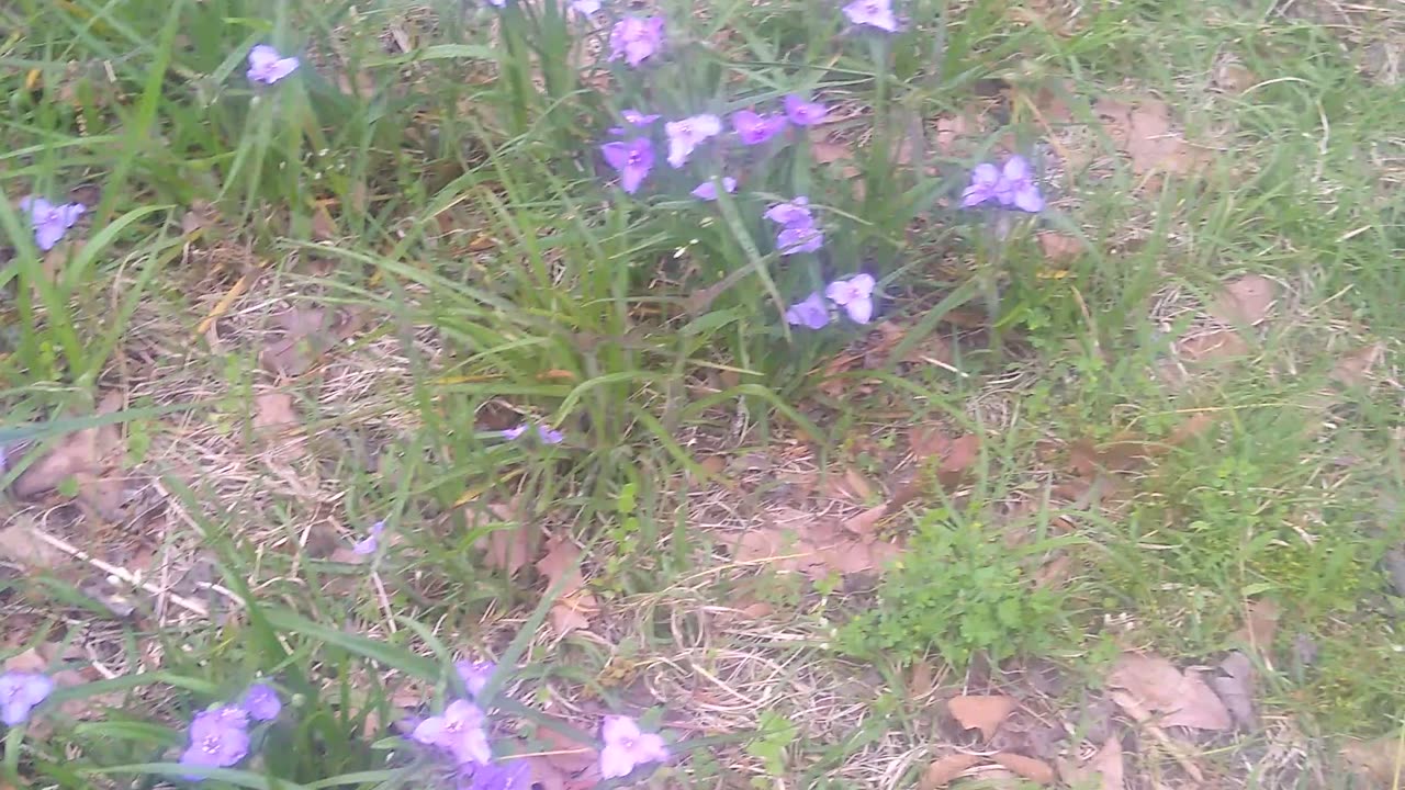 Texas Nature Video