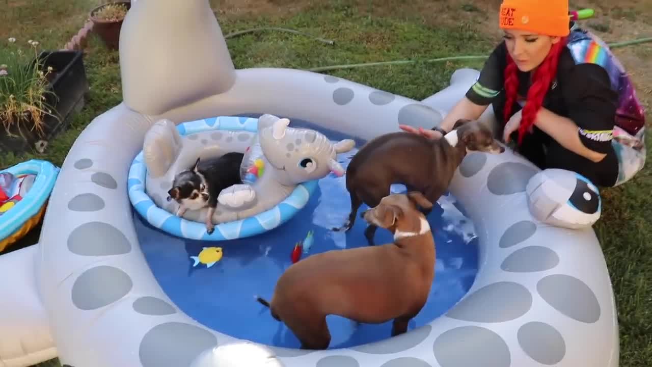 I Throw My Dogs A Pool Party