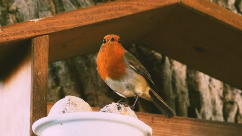 blue tit and robin in nature