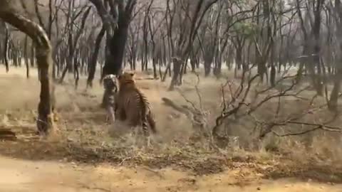 Cute and adorable animal behavior makes anyone happy to see it