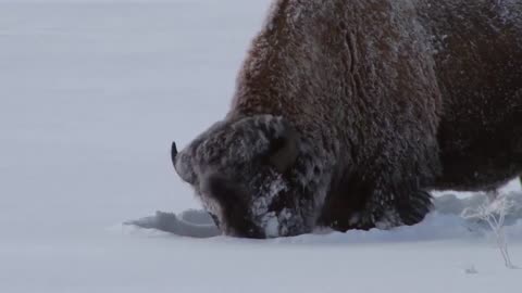 Most Amazing Moments Of Wild Animal