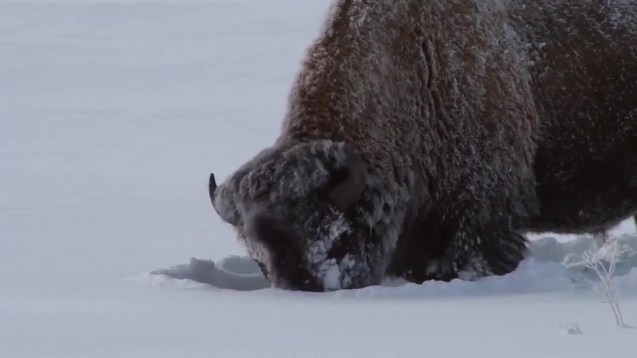 Most Amazing Moments Of Wild Animal