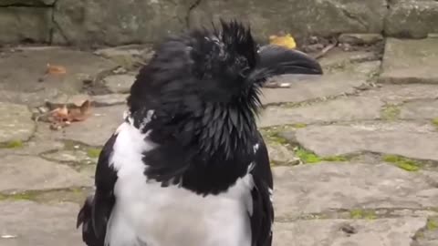 British Crow Asks People: Are You Alright?