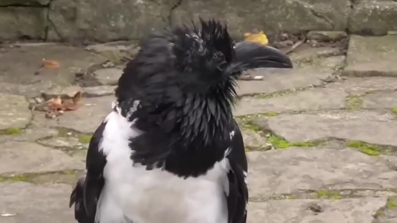 British Crow Asks People: Are You Alright?