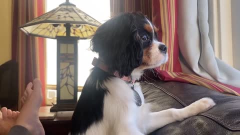 Beanie 17wks Cavalier King Charles Spaniel looking out the window. So exciting!